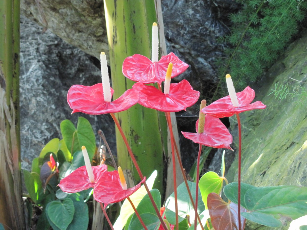 Антуриум Андре (Андрианум)