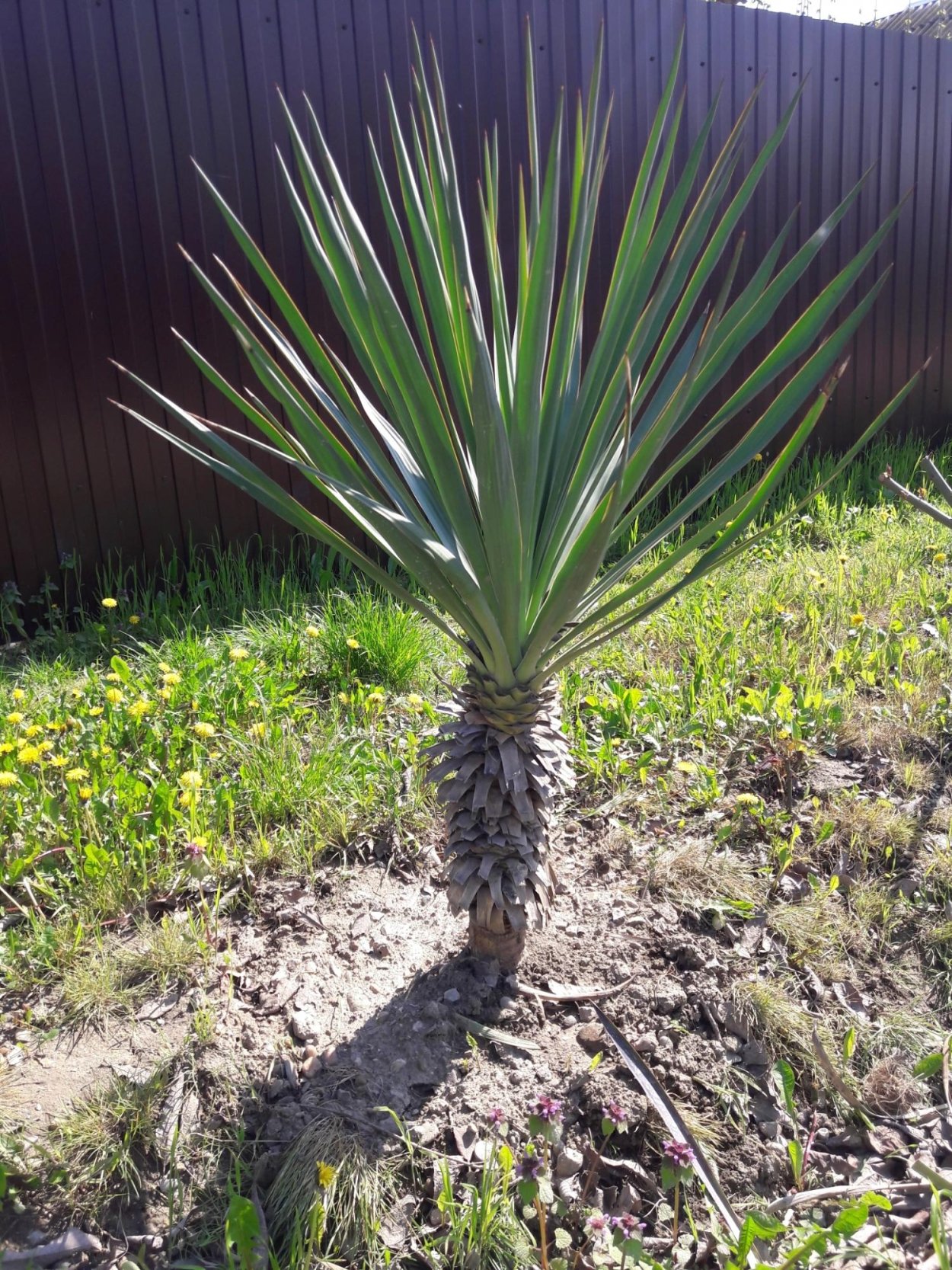 Юкка Пальма уличная