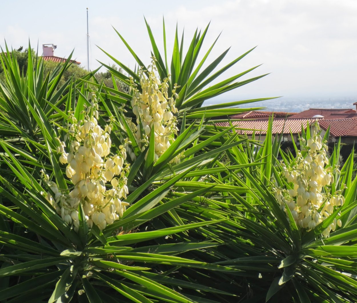 Юкка остролистная