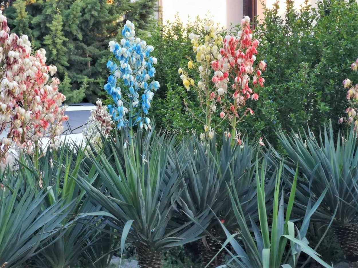 Юкка Кордилина