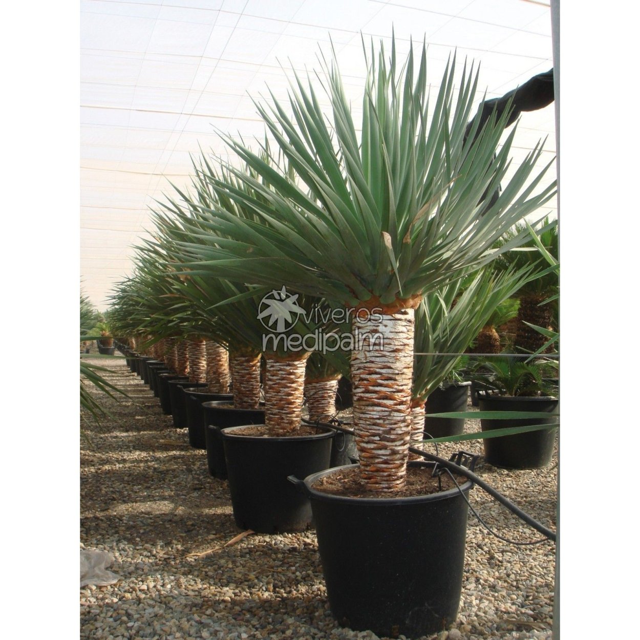 Юкка нитчатая в ландшафте