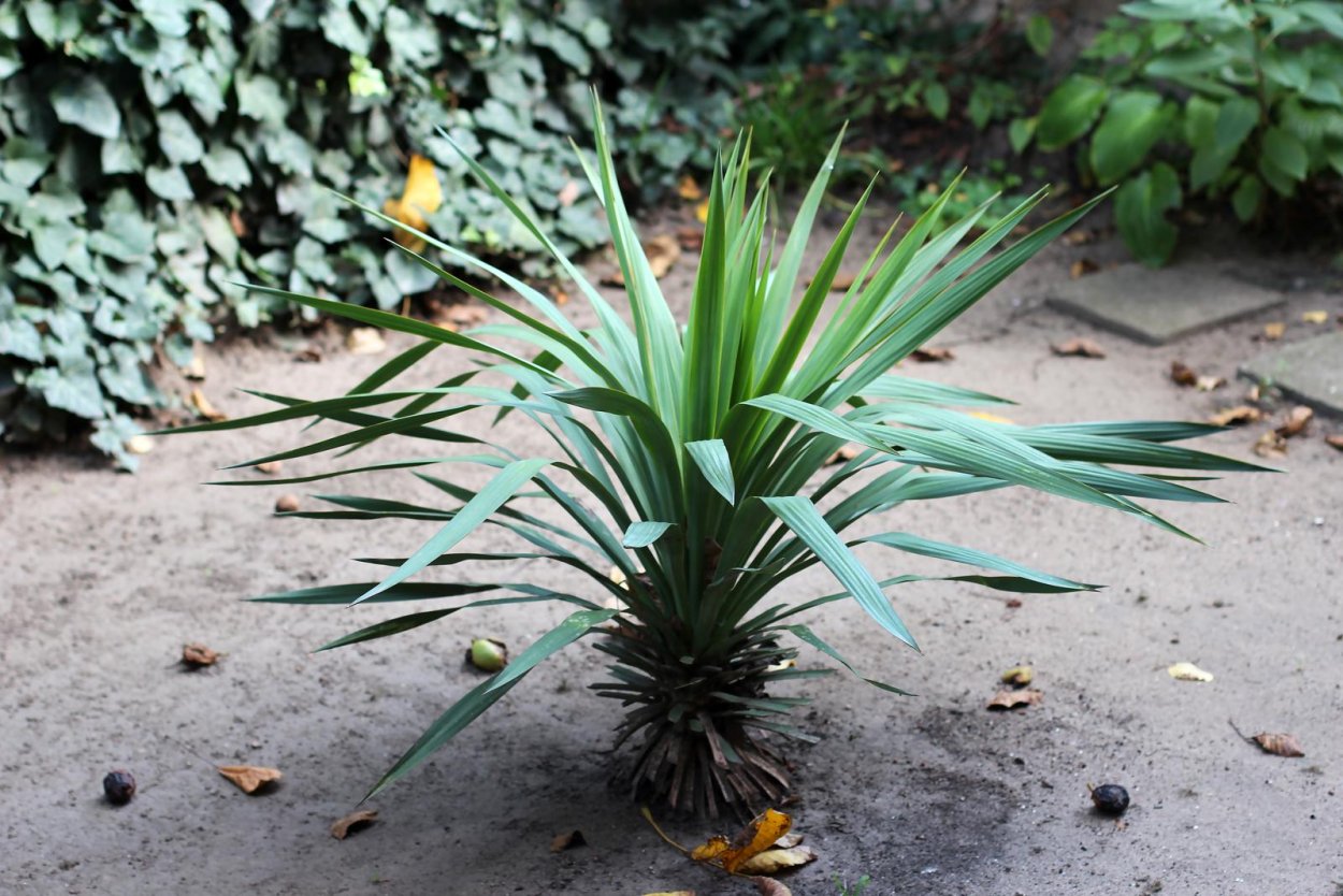 Юкка Садовая Пальма