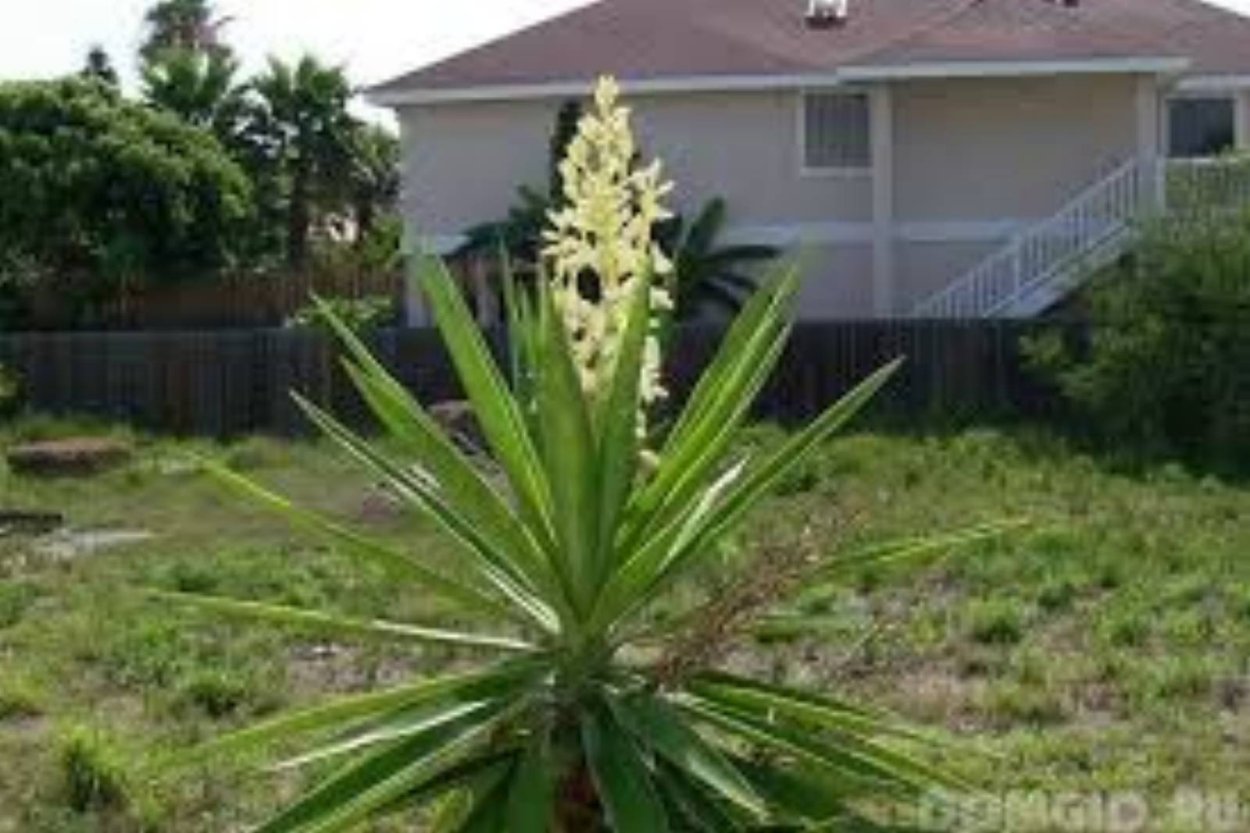 Пальма Юкка цветет