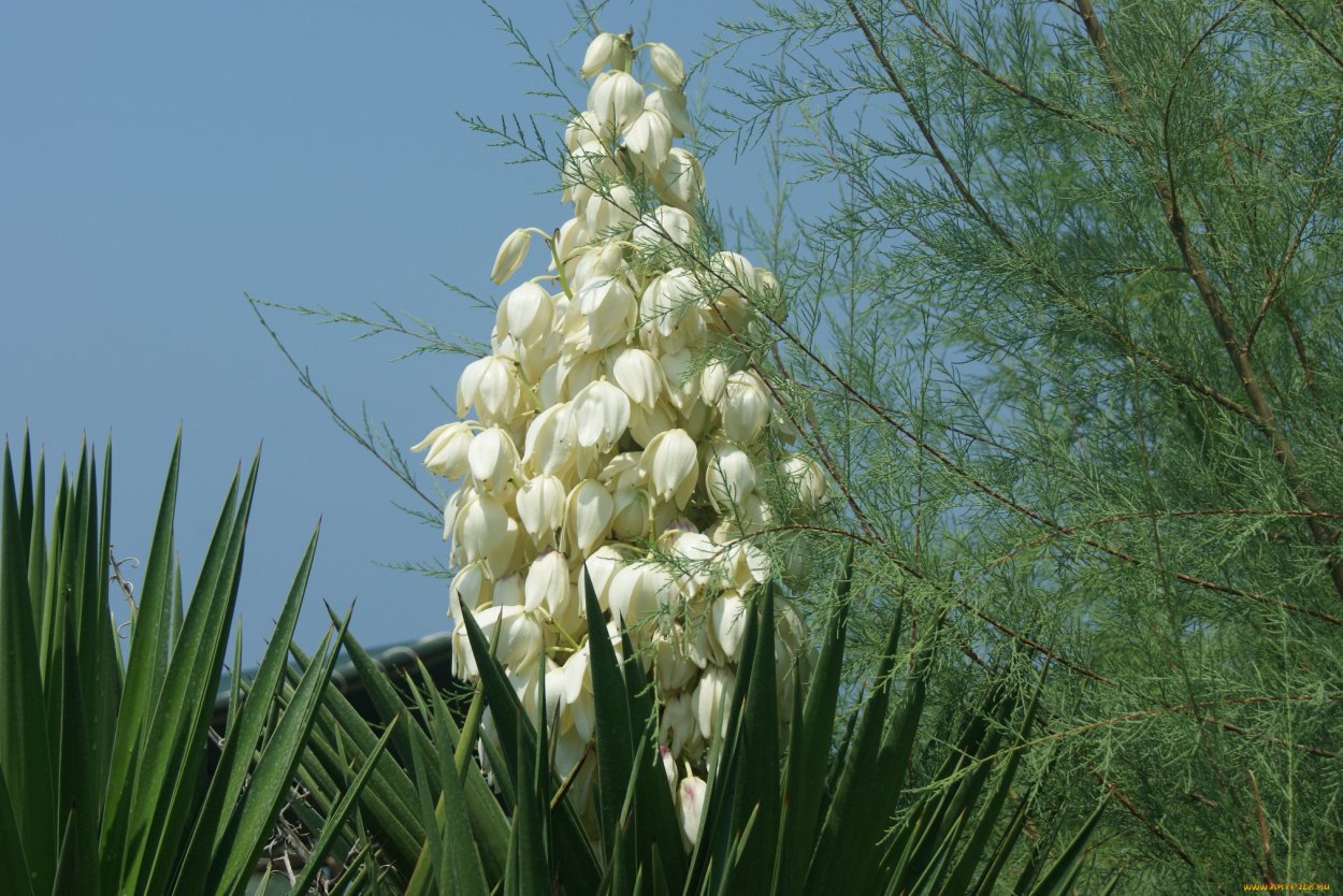 Yucca rostrata