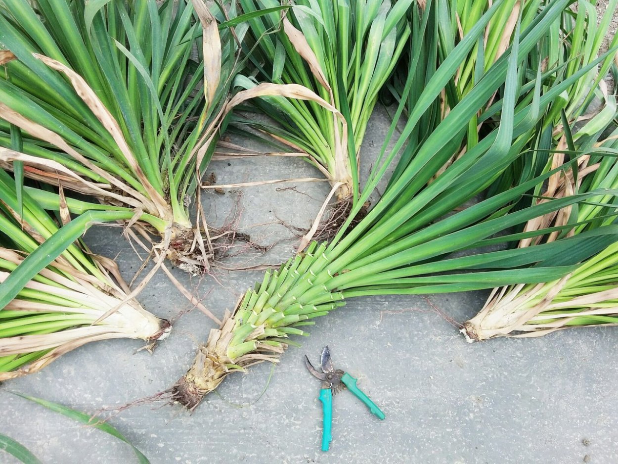 Пальма Юкка цветет