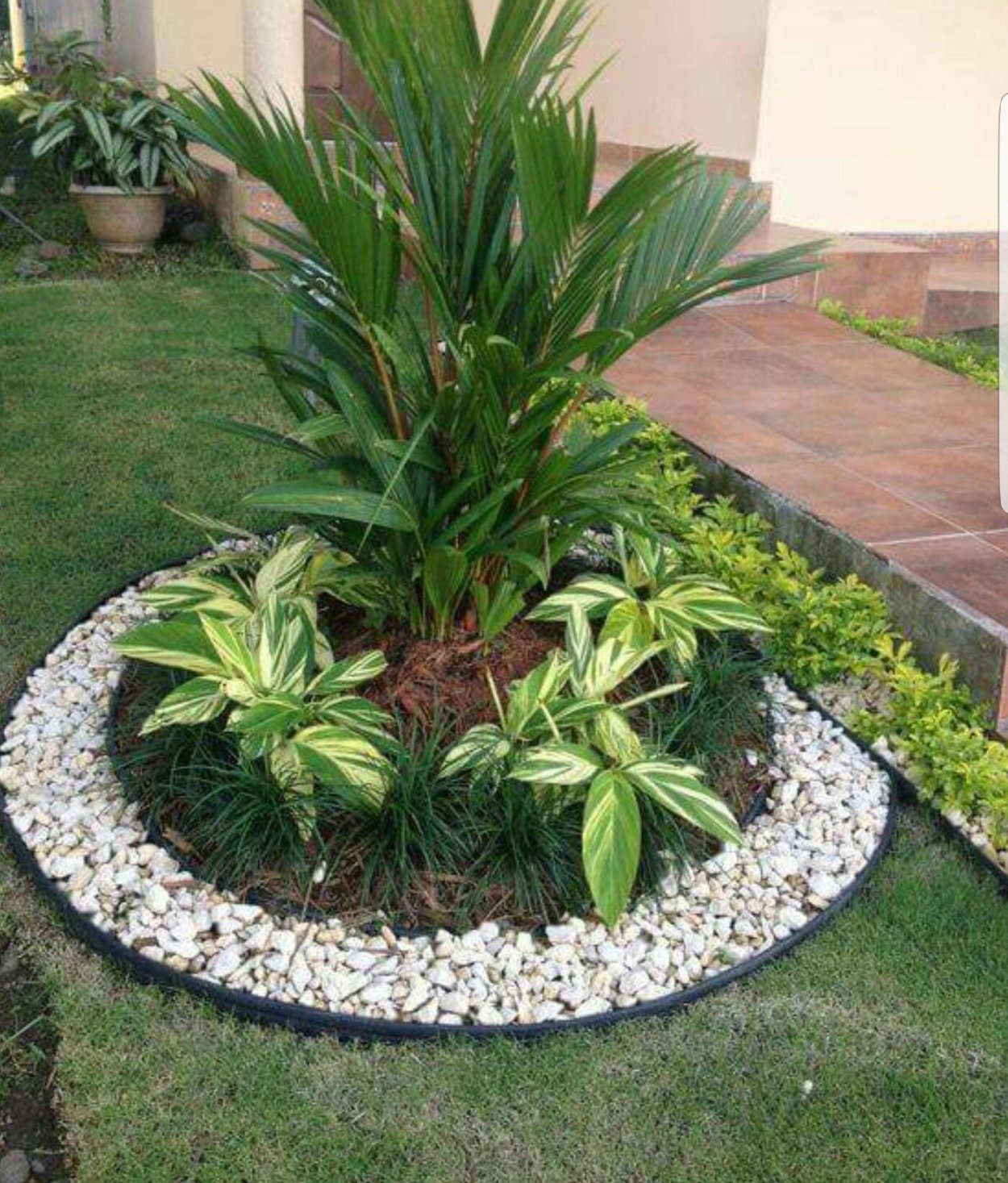 Цветок Юкка нитчатая