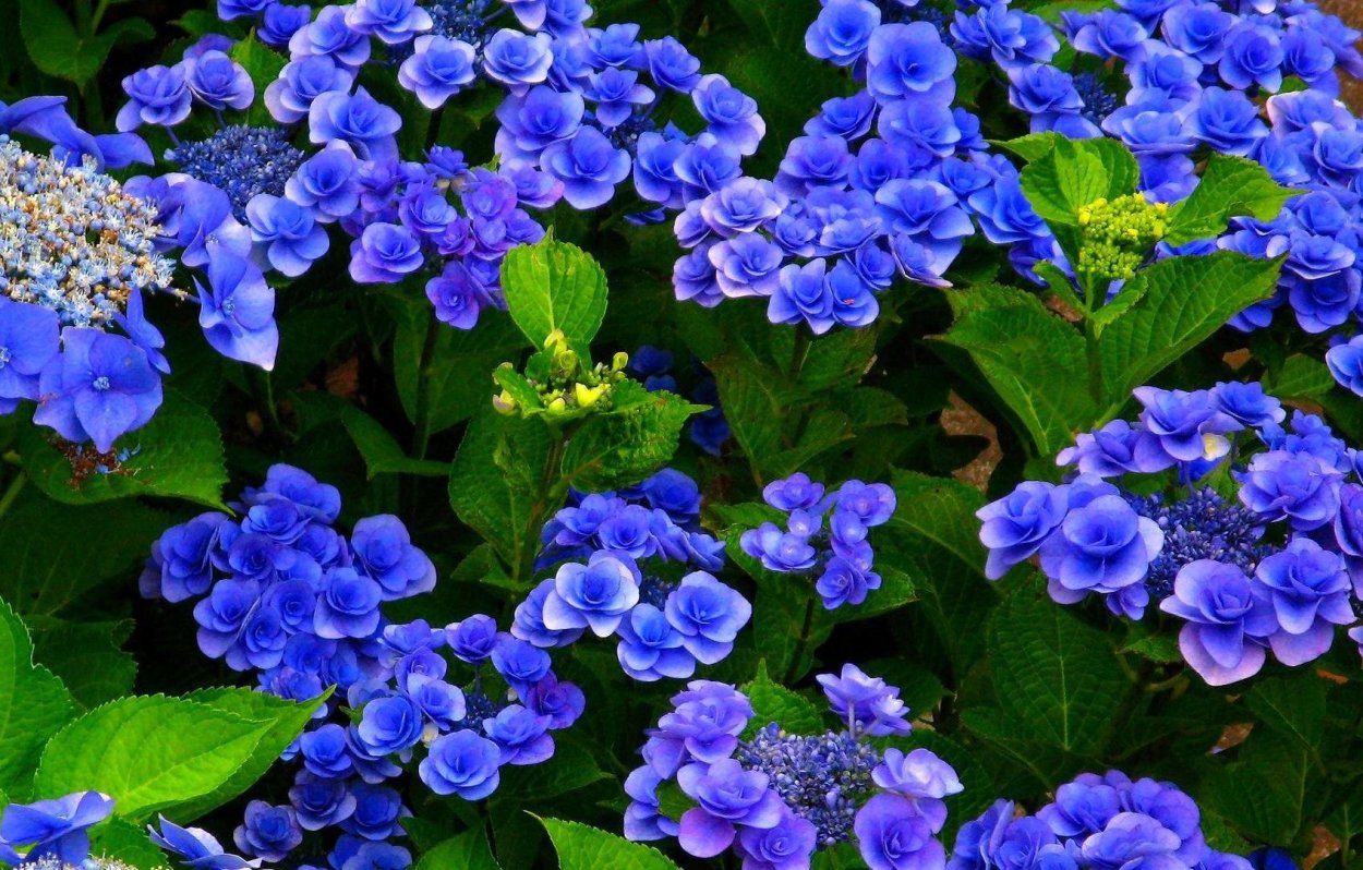 Гортензия Глициния