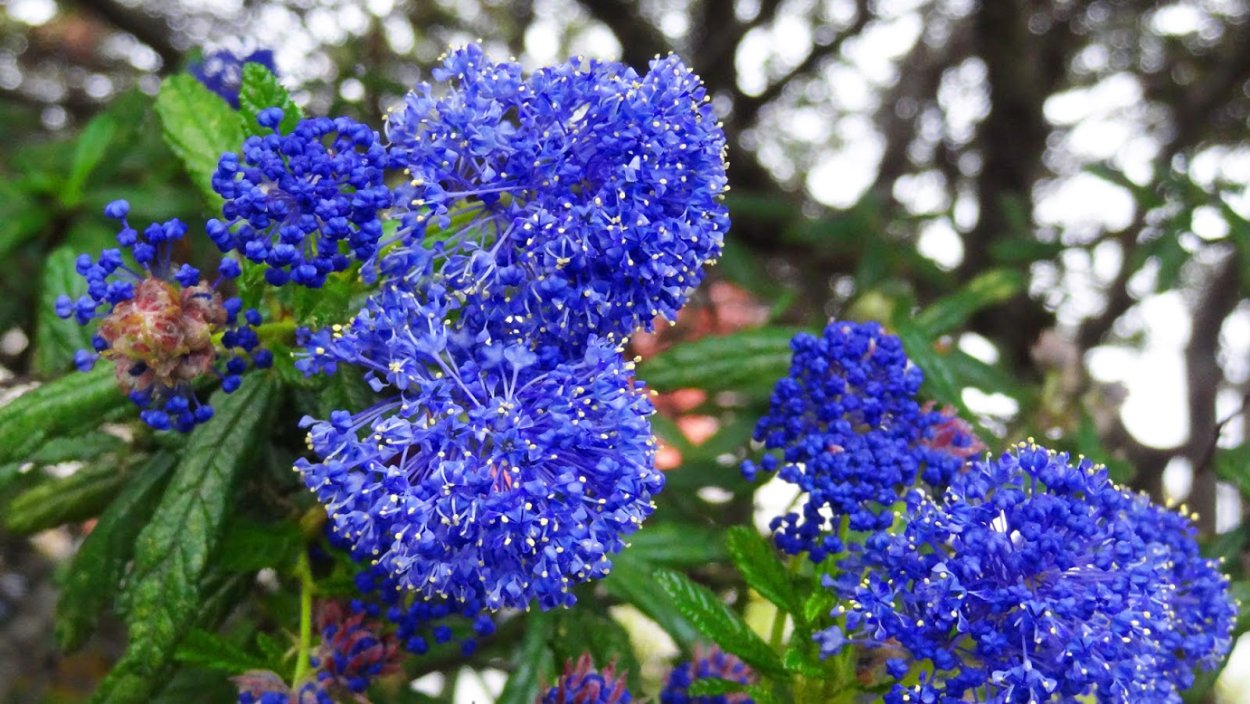 Калифорнийская сирень Цеанотус