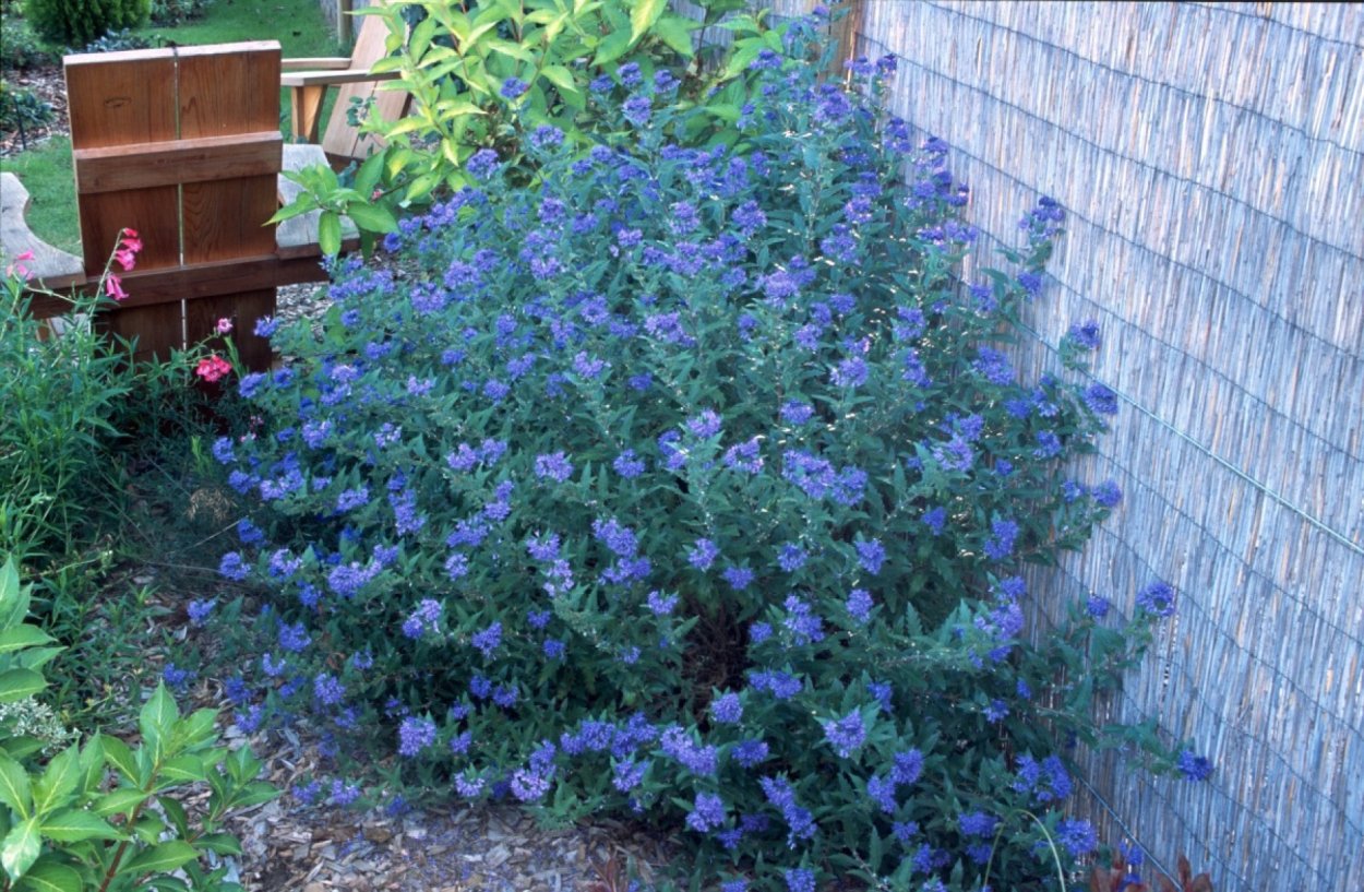 Вибурнум Magical Blue