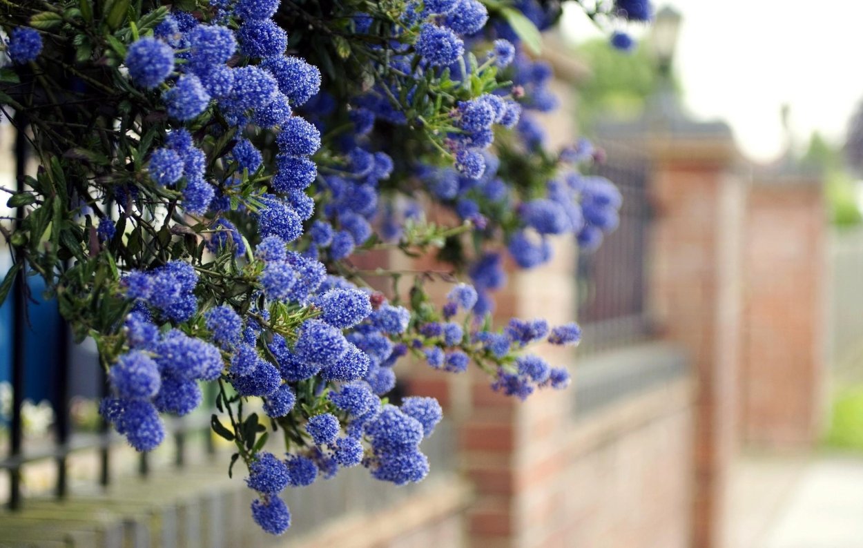 Кариоптерис кландоненсис Dark Knight