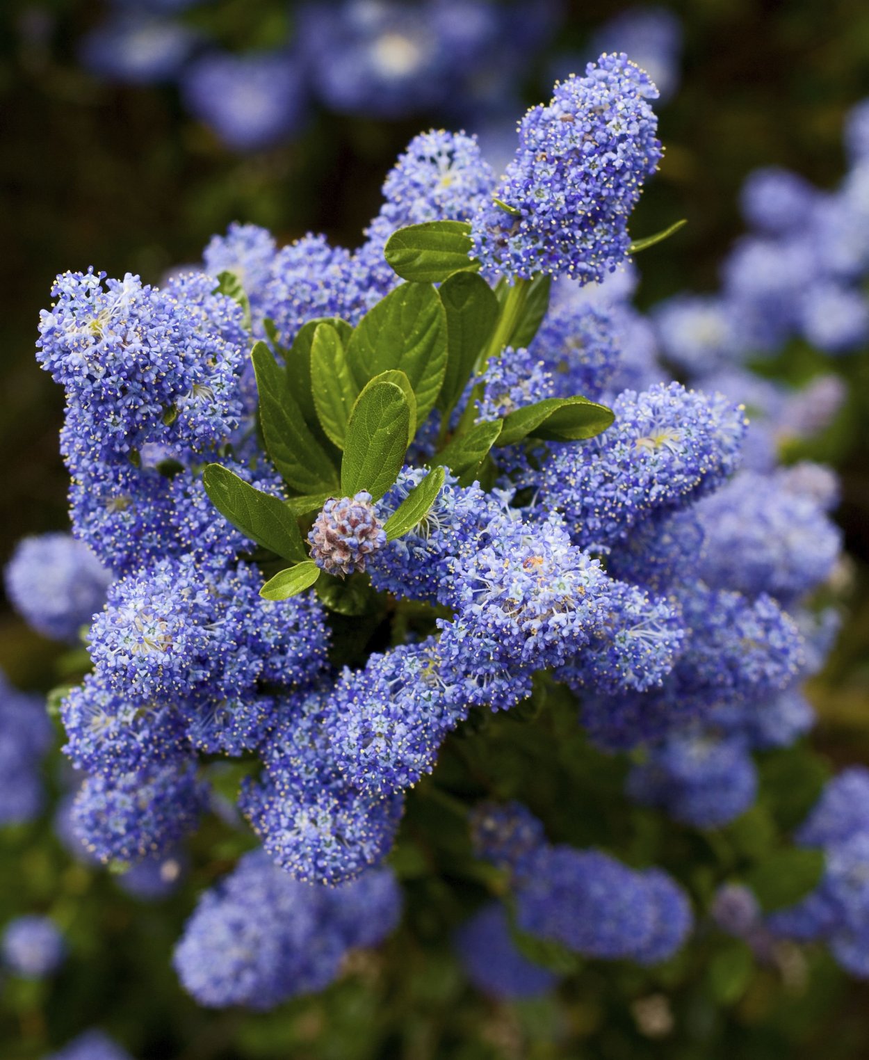 Цеанотус (краснокоренник) Ceanothus
