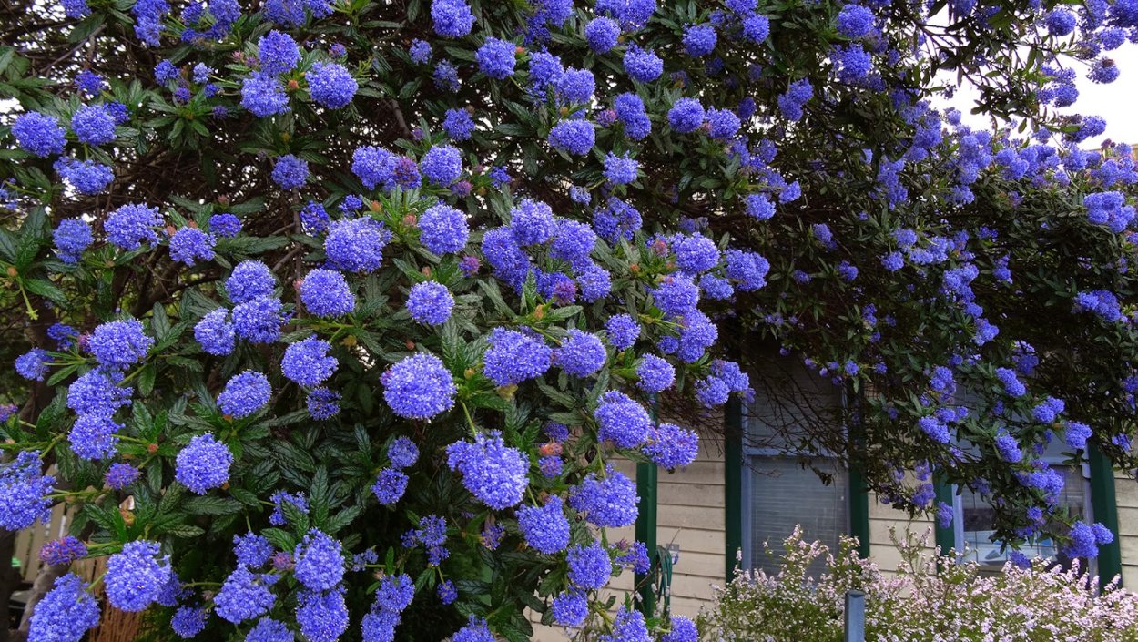 Цеанотус (краснокоренник) Ceanothus