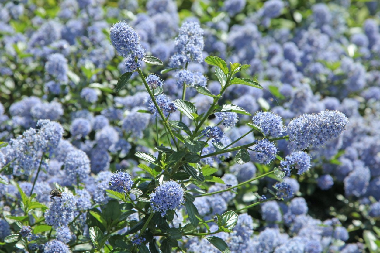 Цеанотус бледный Жемчужная роза