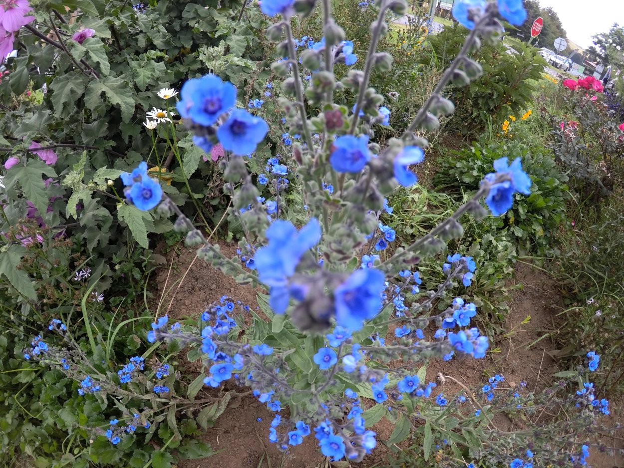 Плюмбаго свинчатка голубая