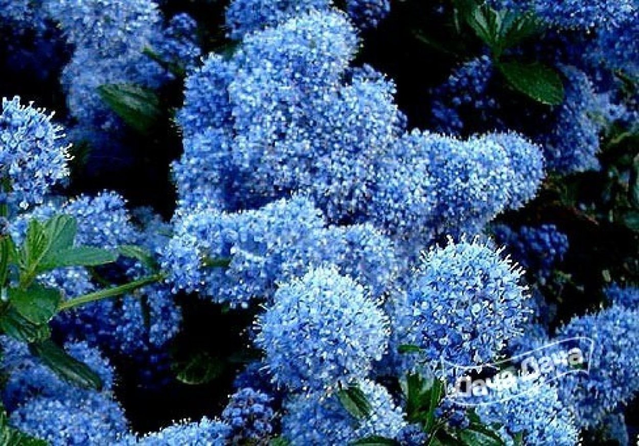 Гортензия Анабель голубая