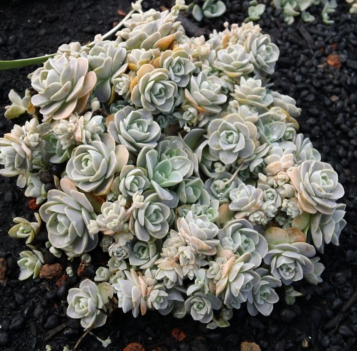 Суккулент Orostachys