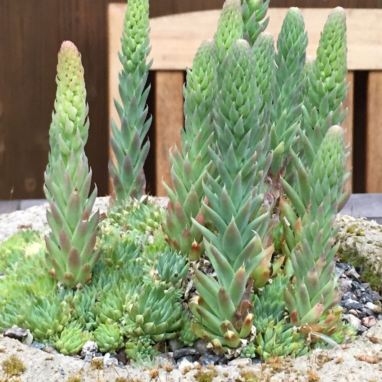 Orostachys boehmeri