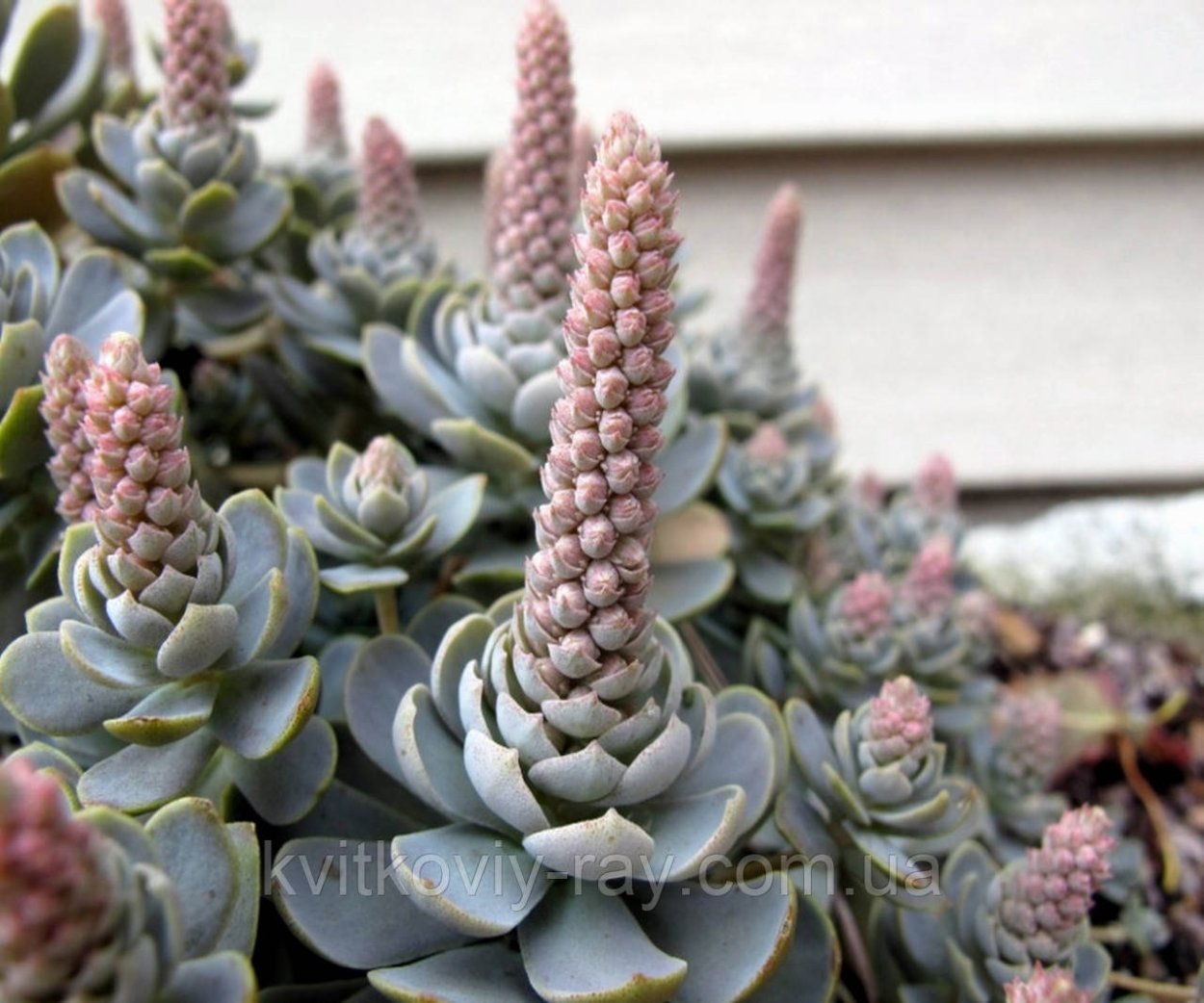 Горноколосник Orostachys iwarenge Chinese hat