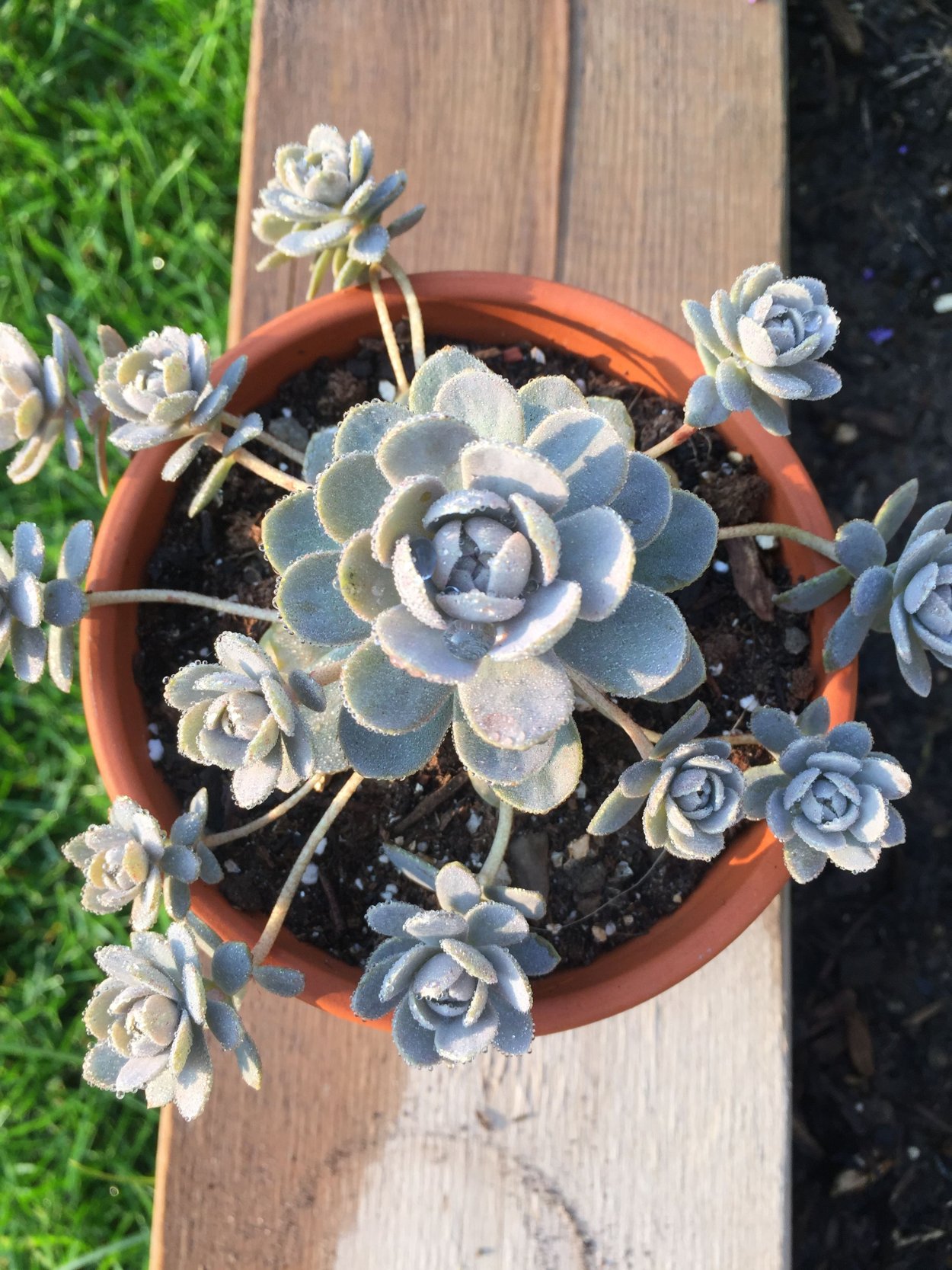 Orostachys spinosa Горноколосник колючий