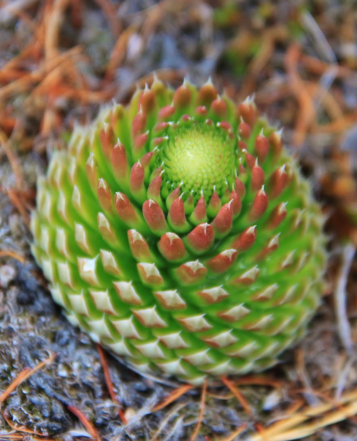 Orostachys malacophylla