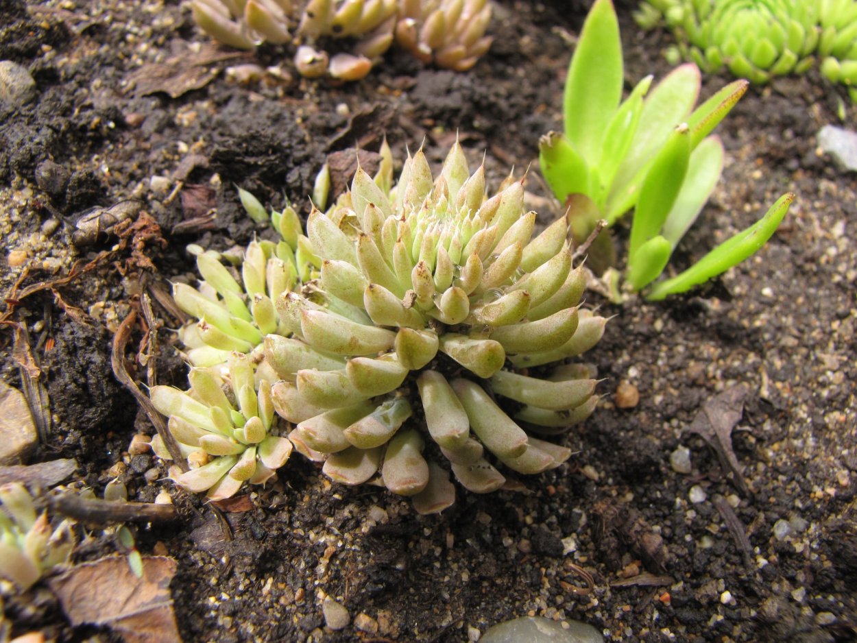 Суккуленты Байкала Горноколосник колючий