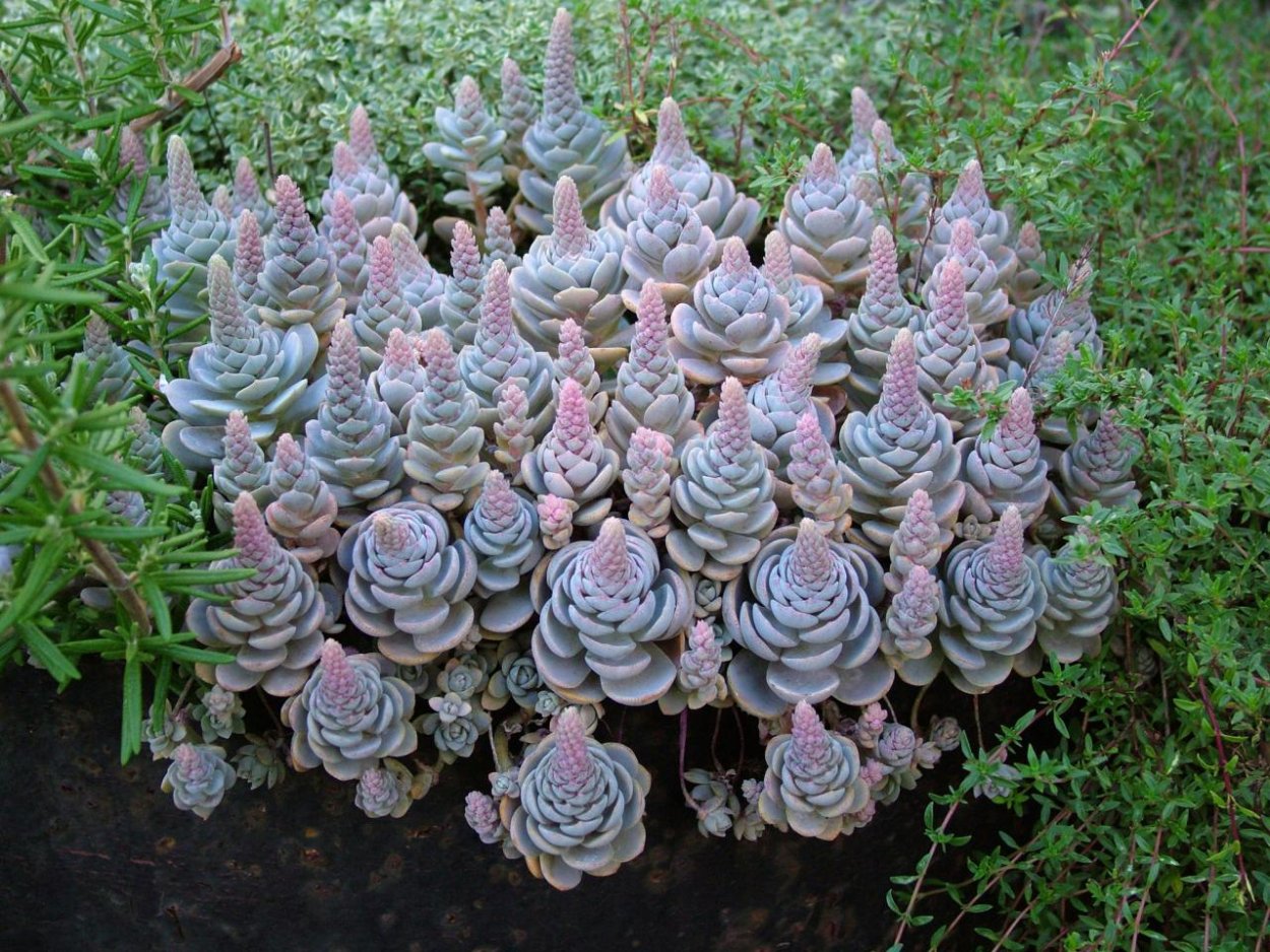 Горноколосник суккулент Orostachys spinosa