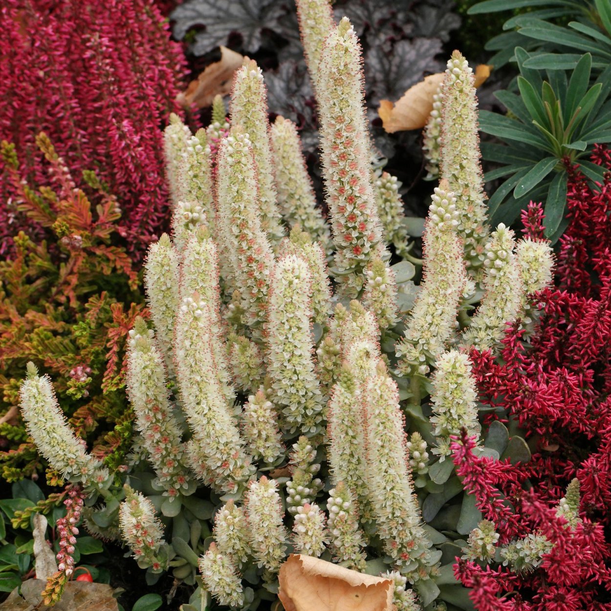 Горноколосник оростахис иваренге