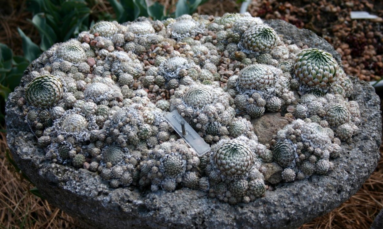 Оростахис иваренге