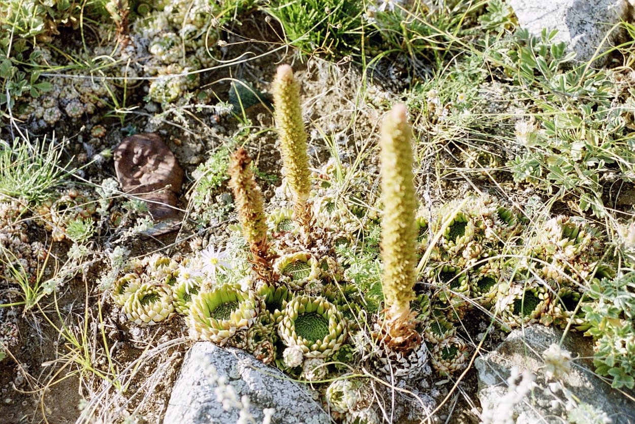 Orostachys maximowiczii