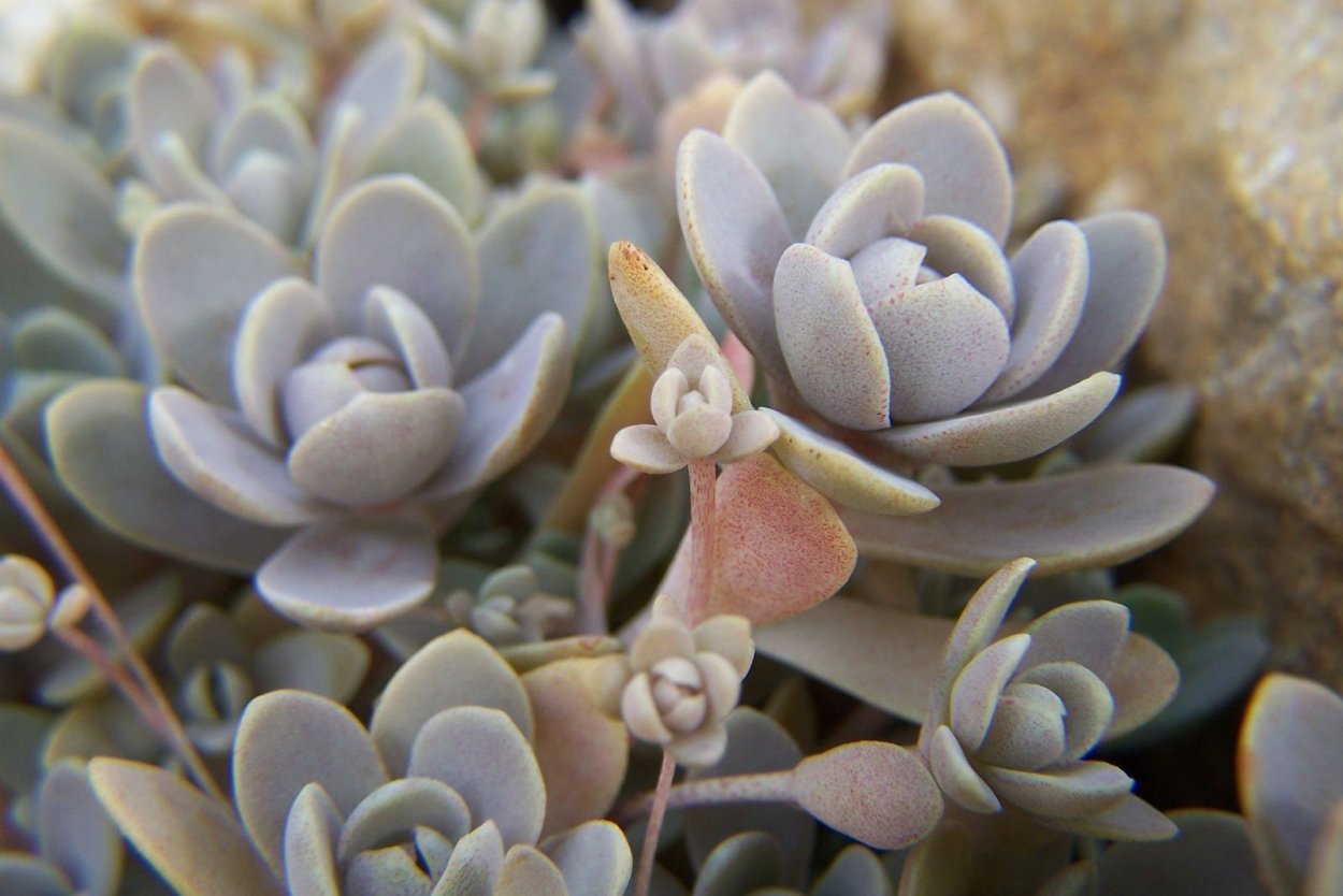 Горноколосник Orostachys iwarenge Chinese hat