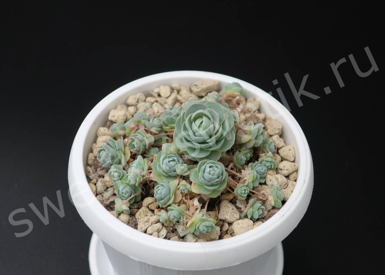 Оростахис Горноколосник