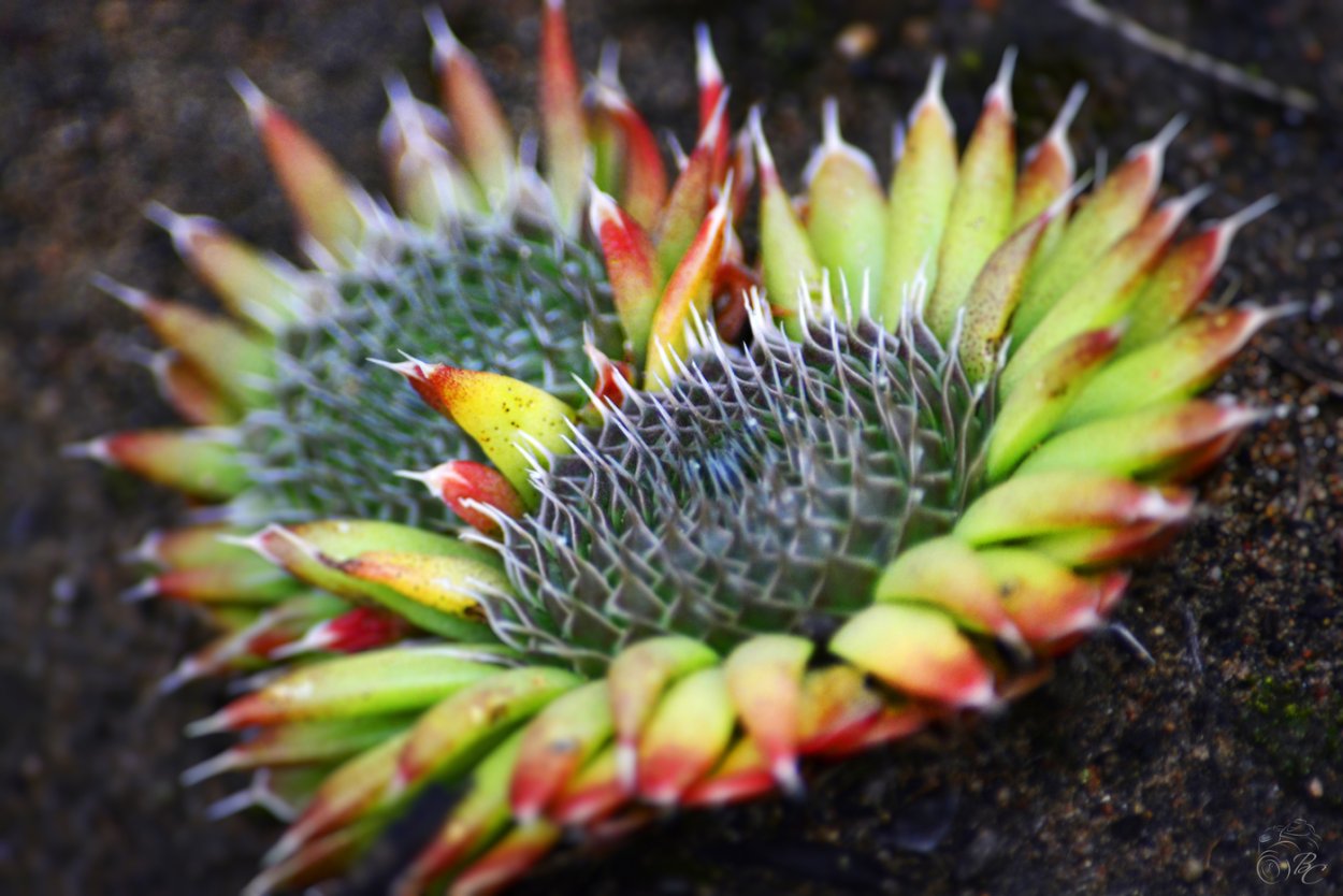 Orostachys spinosa Горноколосник колючий