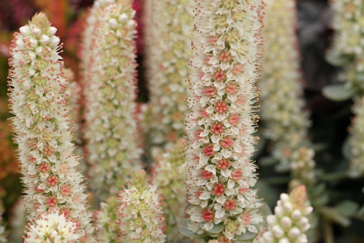 Горнолистник колючий