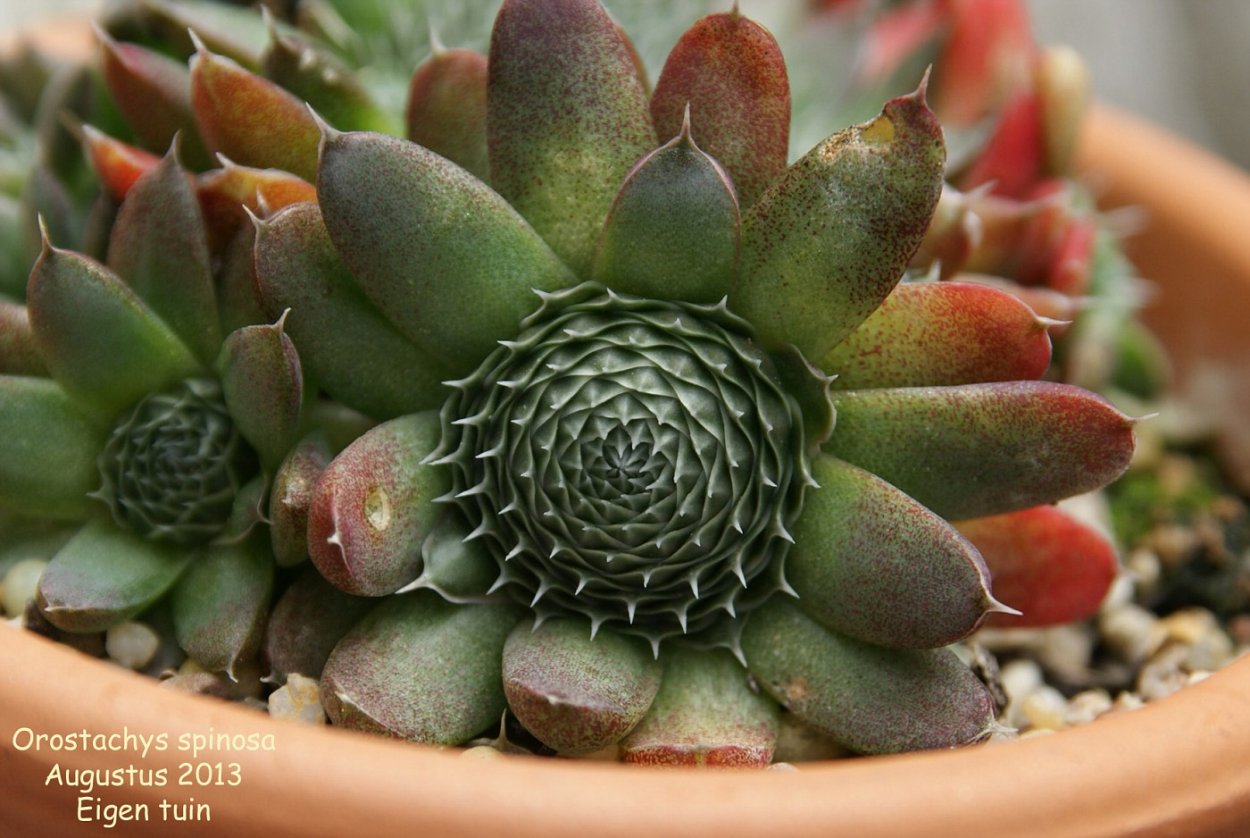 Горноколосник Байкальский