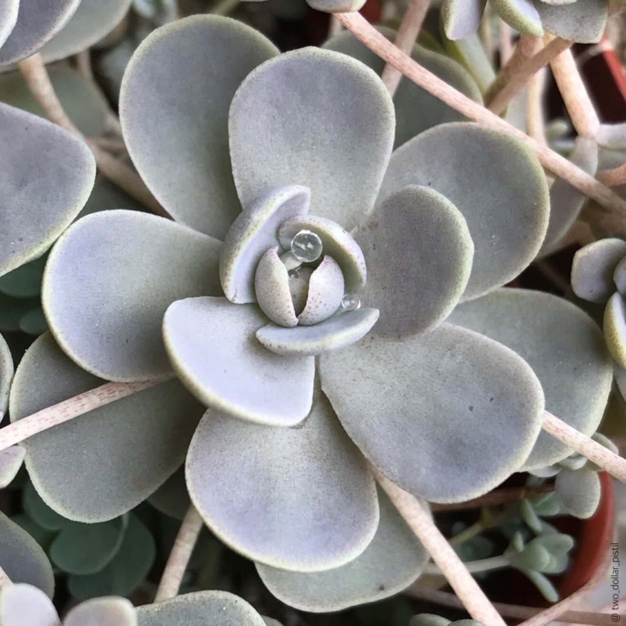 Горноколосник Байкальский