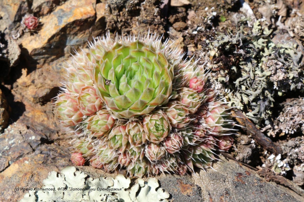 Молодило Горноколосник