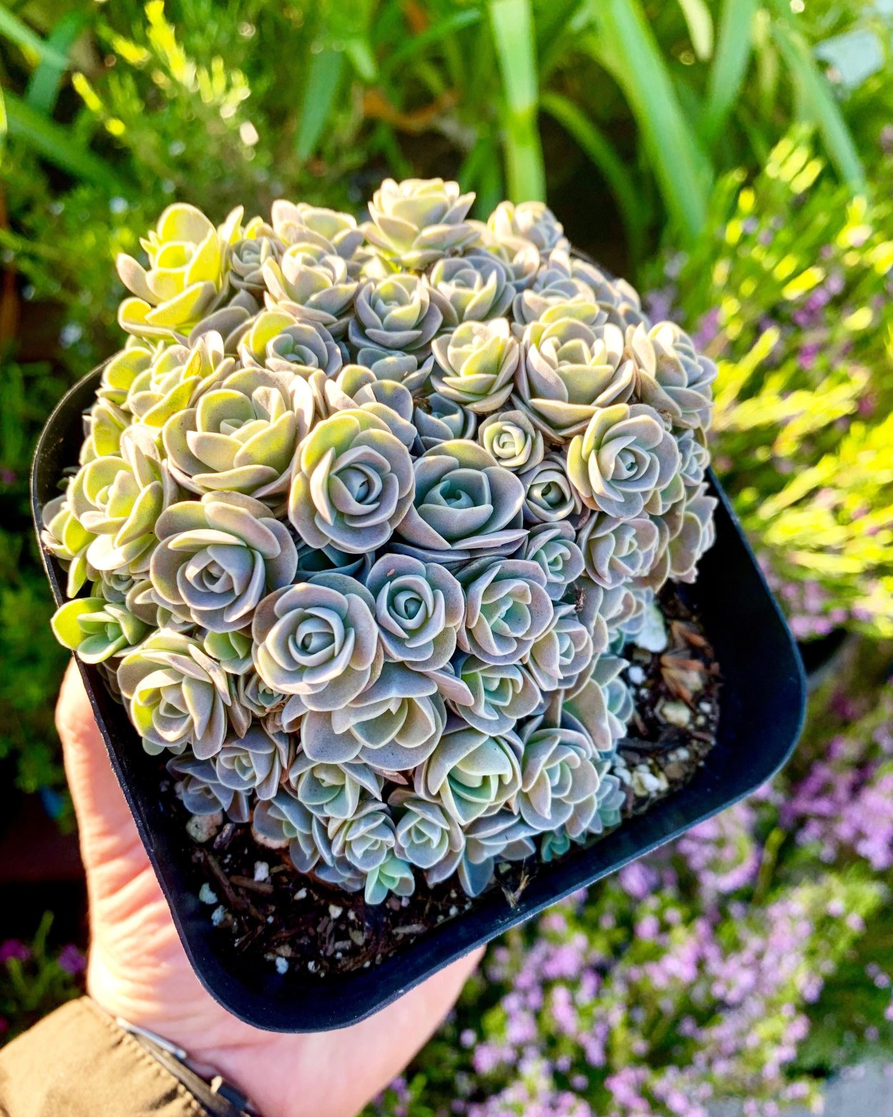 Суккулент Orostachys iwarenge