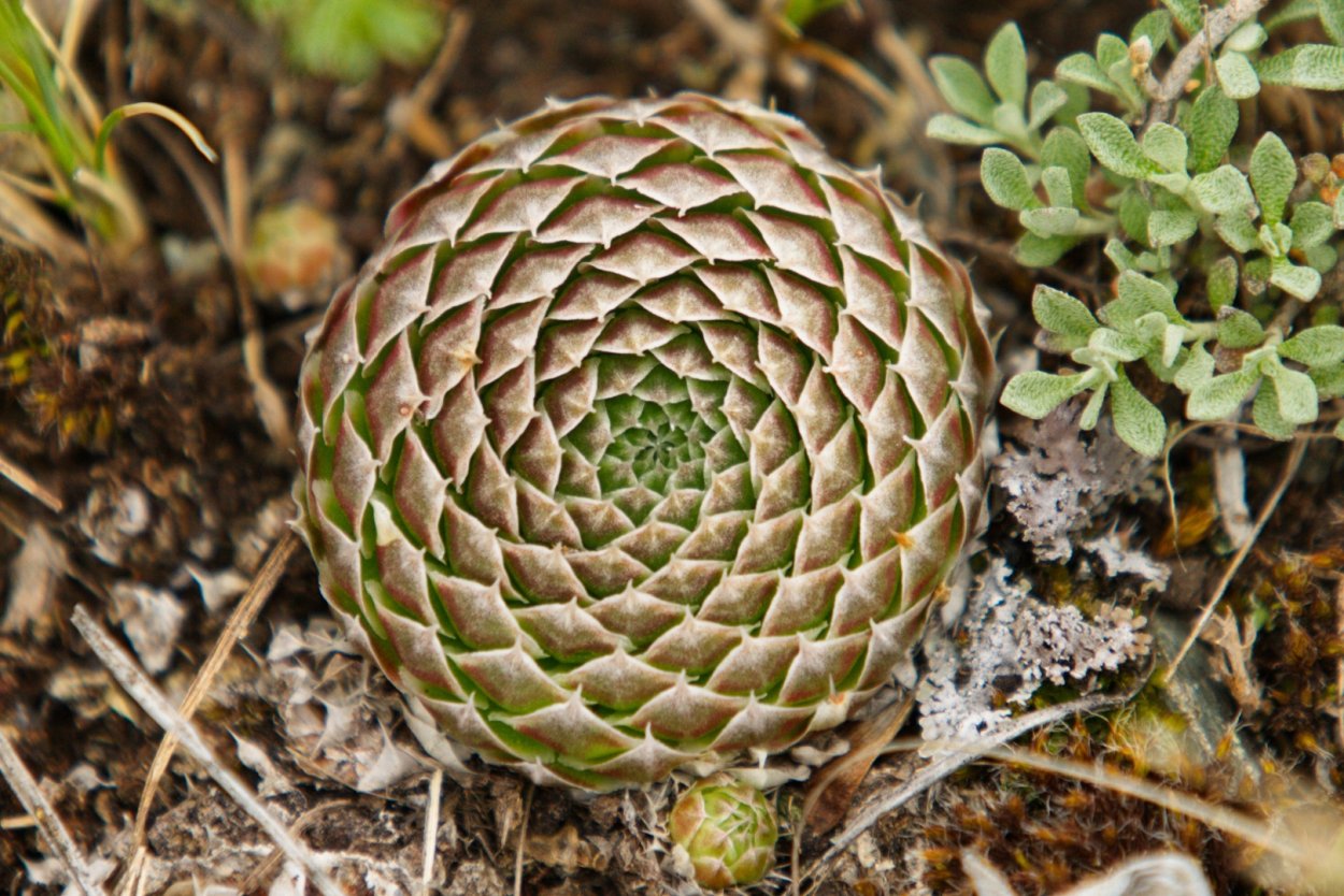 Горноколосник суккулент Orostachys spinosa