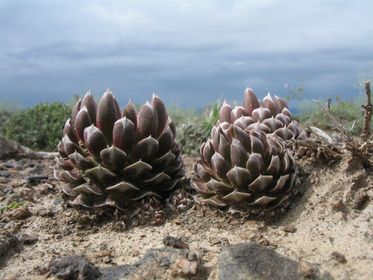 Orostachys spinosa Горноколосник колючий