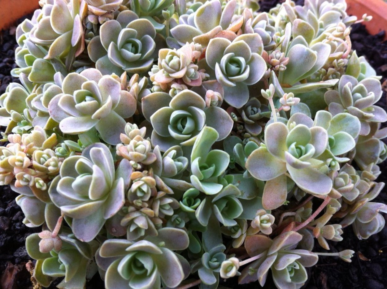 Orostachys thyrsiflora