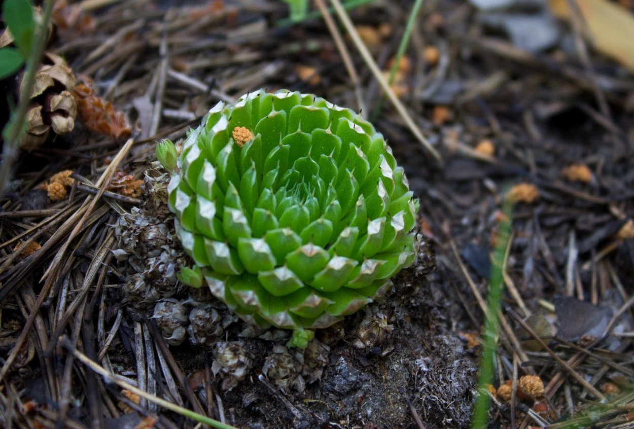 Orostachys spinosa Горноколосник колючий