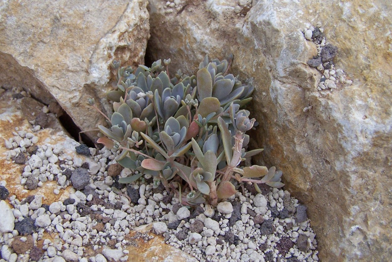 Горноколосник Chinese hat
