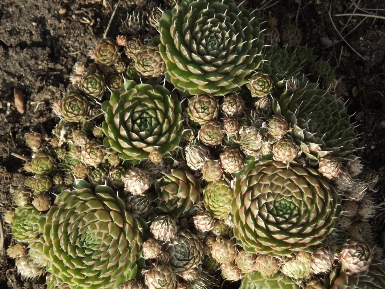 Молодило Orostachys spinosa