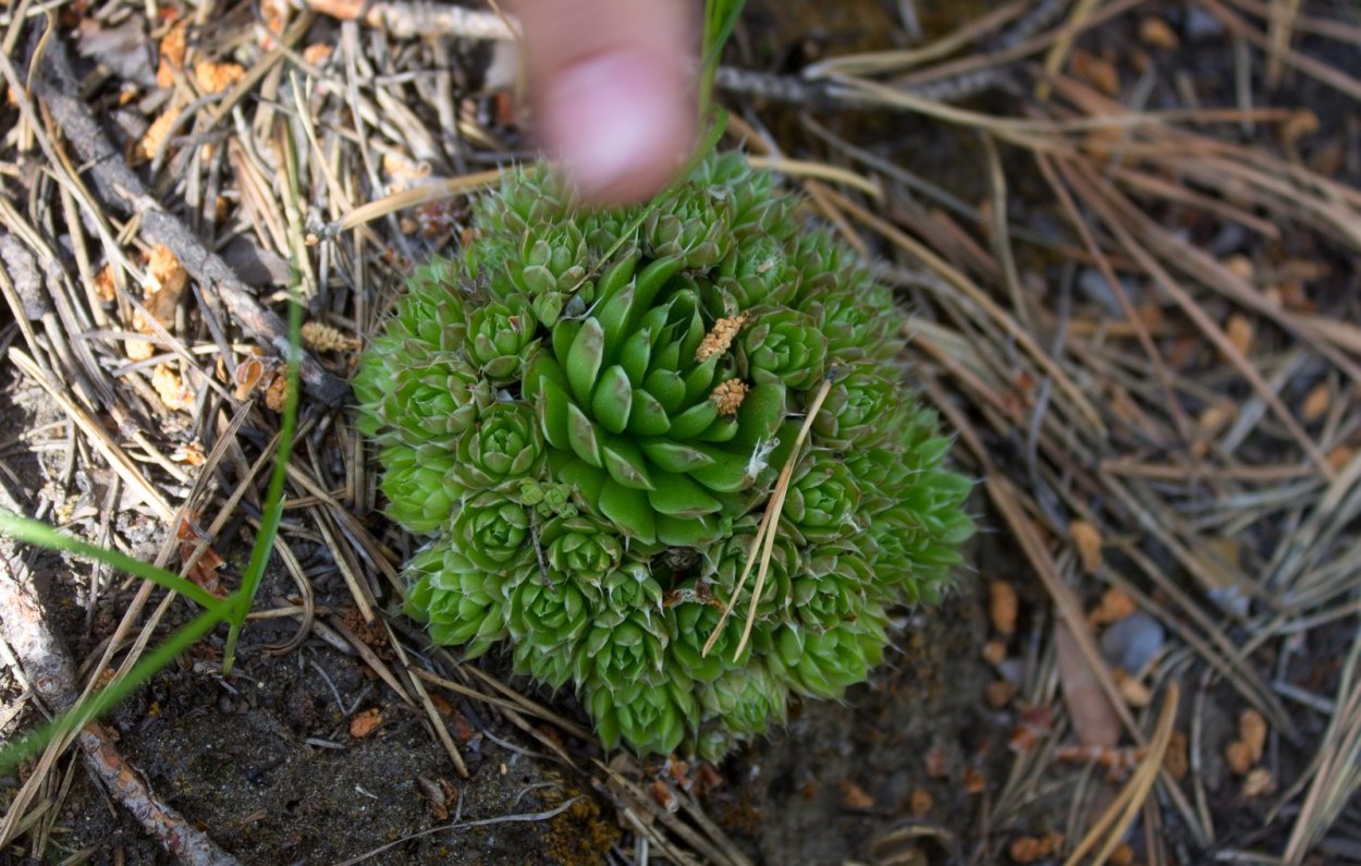 Оростахис иваренге