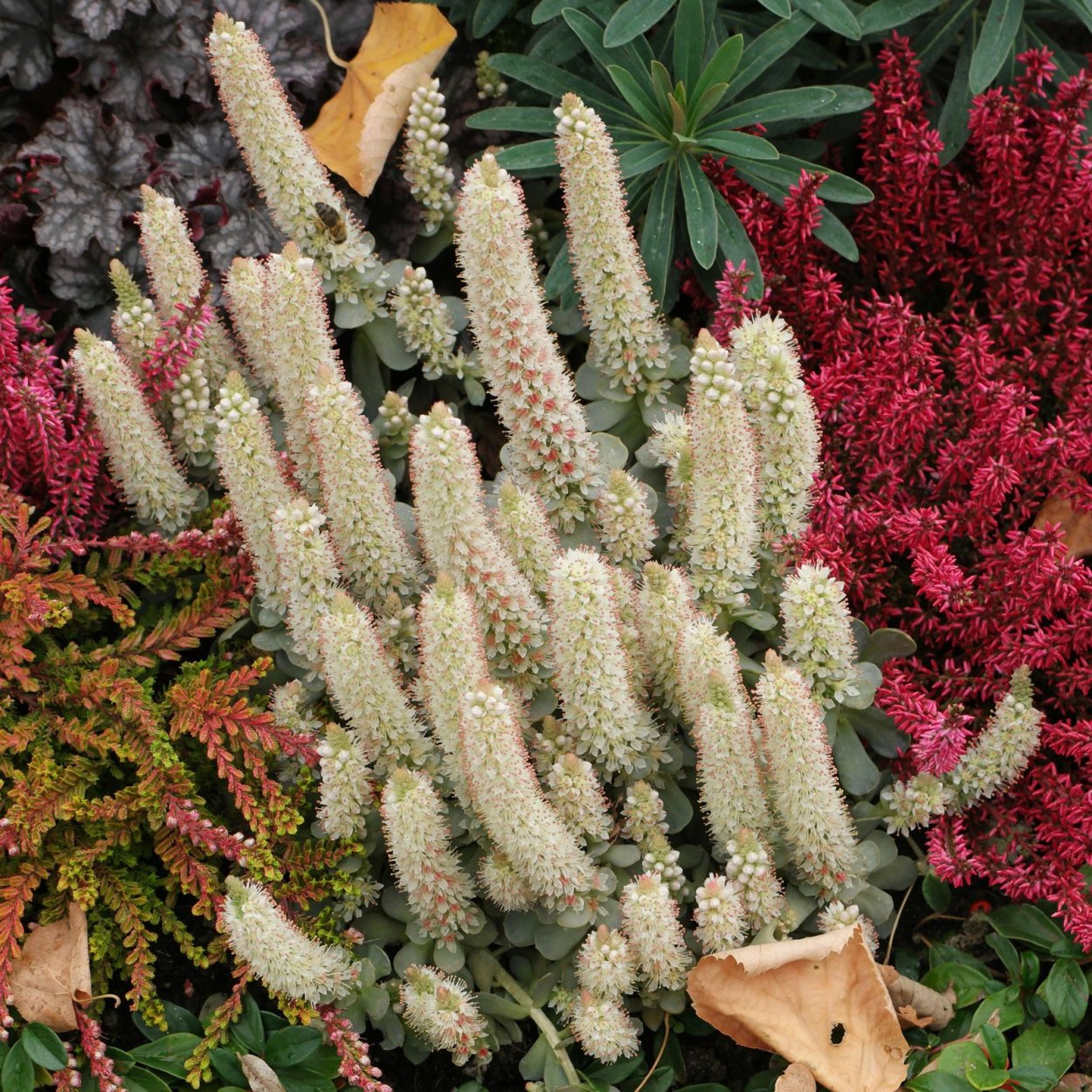 Молодило Горноколосник