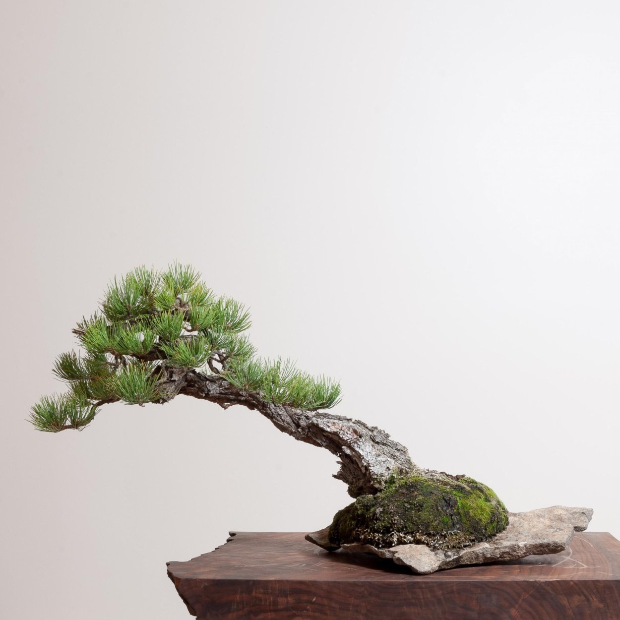 Pinus Ponderosa Tree