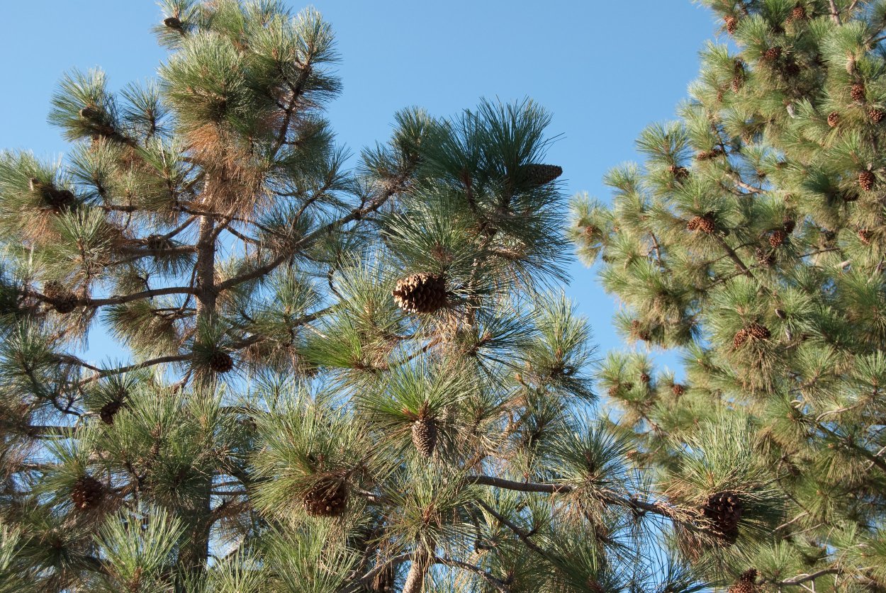 Сосна желтая Pinus Ponderosa