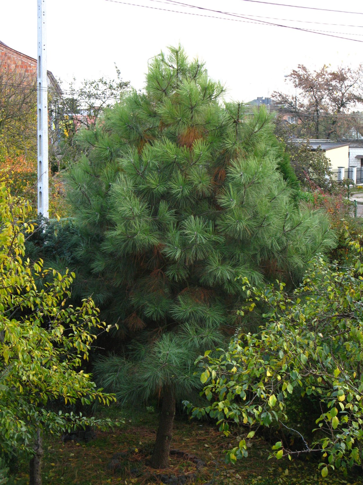 Сосна Сибирская кедр Сибирский