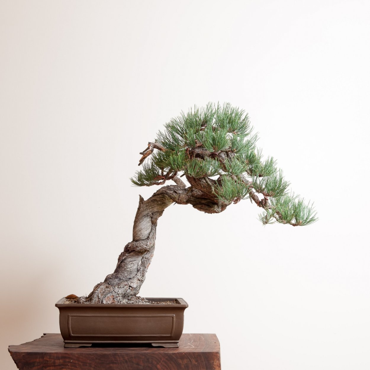 Сосна Пандероса кедр