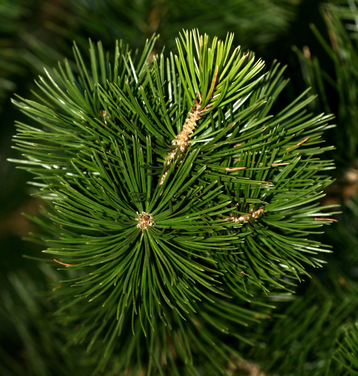 Мохнатая Южная сосна